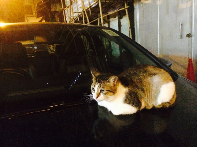 f:id:ibaya:20150224184701j:plain f:id:ibaya:20150224184701j:plain