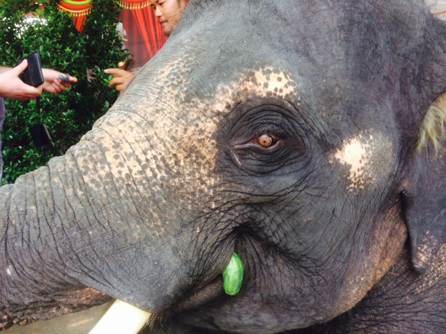 f:id:ibaya:20150306111334j:plain f:id:ibaya:20150306111334j:plain