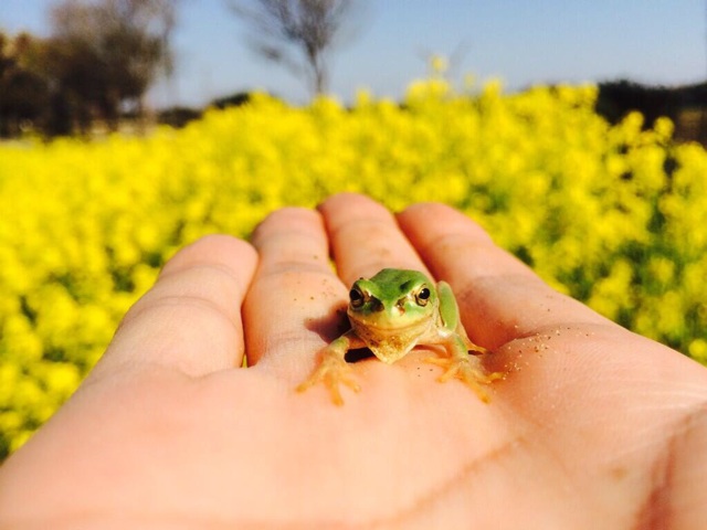 f:id:ibaya:20150415120521j:plain f:id:ibaya:20150415120521j:plain