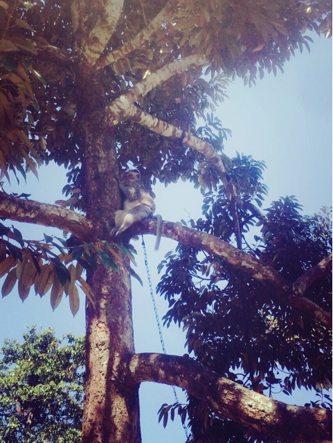 f:id:ibaya:20150715161604j:plain f:id:ibaya:20150715161604j:plain