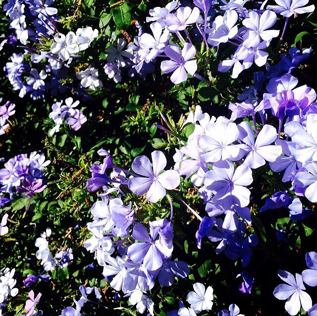 f:id:ibaya:20151111111625j:plain f:id:ibaya:20151111111625j:plain