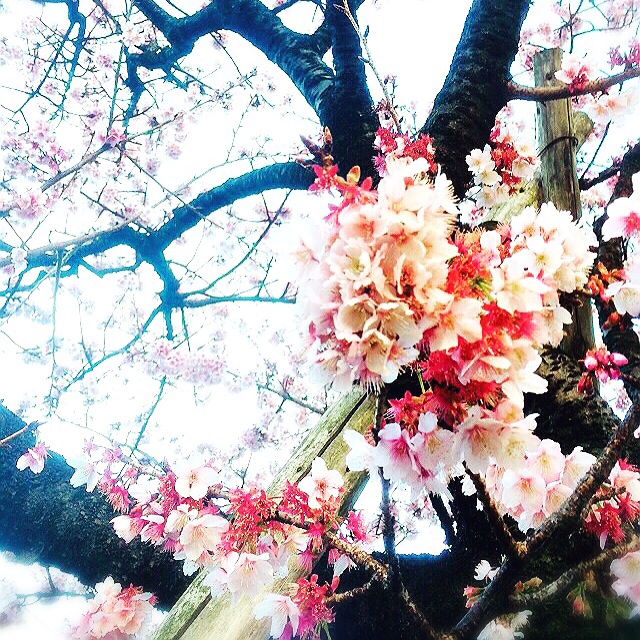 f:id:ibaya:20160125054117j:plain f:id:ibaya:20160125054117j:plain