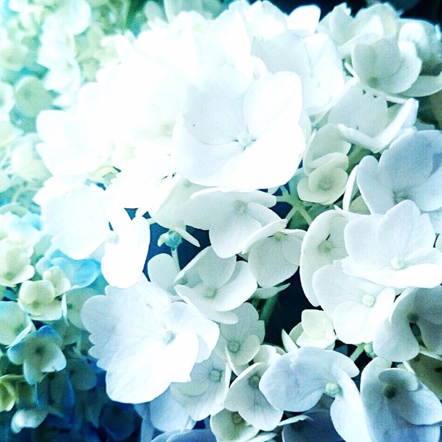 f:id:ibaya:20160627103010j:plain f:id:ibaya:20160627103010j:plain
