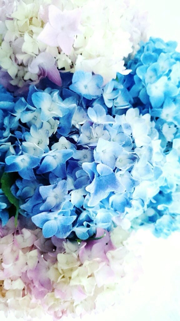f:id:ibaya:20160627165404j:image f:id:ibaya:20160627165404j:image