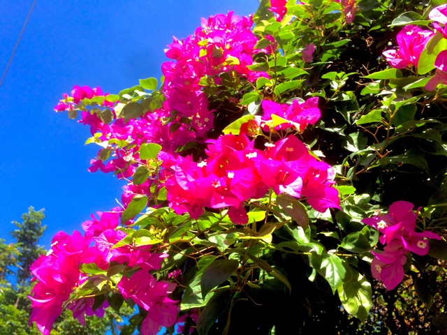 f:id:ibaya:20160718182300j:plain f:id:ibaya:20160718182300j:plain
