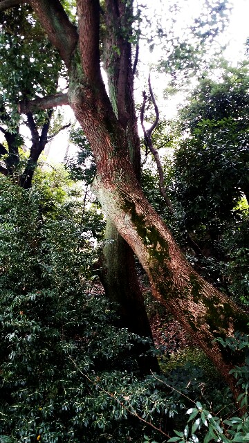 f:id:ichigo2015:20160311145133j:image f:id:ichigo2015:20160311145133j:image