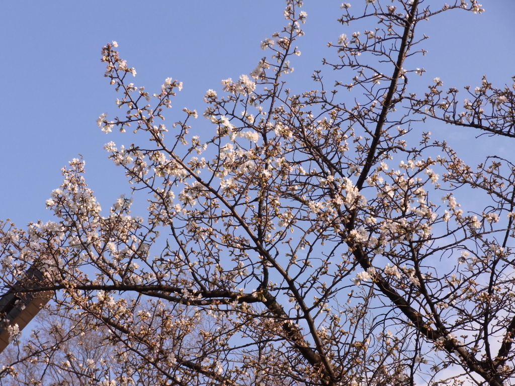 f:id:ichigo2015:20160321201719j:plain f:id:ichigo2015:20160321201719j:plain