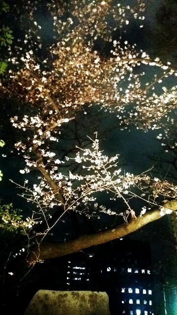 f:id:ichigo2015:20160329200033j:image f:id:ichigo2015:20160329200033j:image