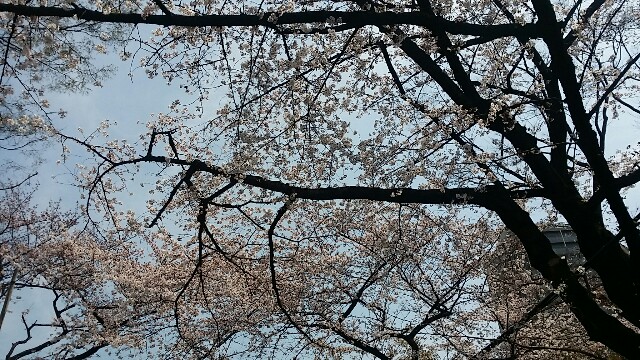 f:id:ichigo2015:20160331130920j:image f:id:ichigo2015:20160331130920j:image