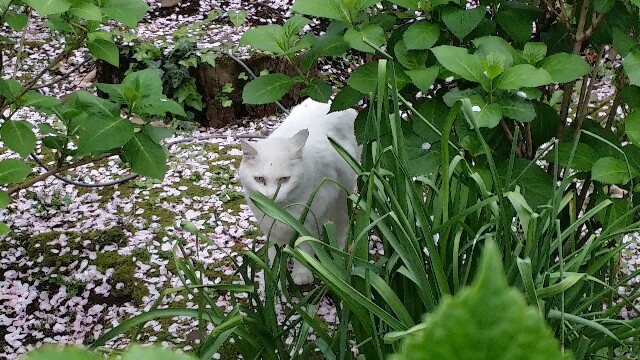 f:id:ichigo2015:20160408235918j:image f:id:ichigo2015:20160408235918j:image