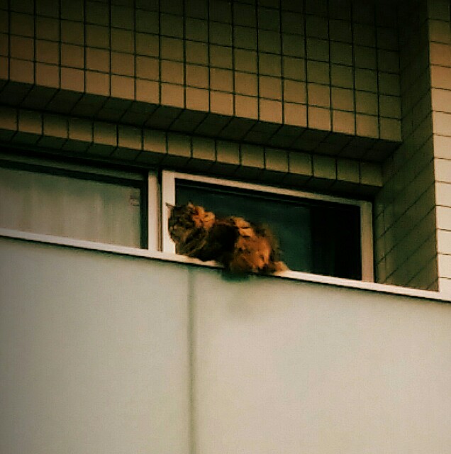f:id:ichigo2015:20160427074755j:image f:id:ichigo2015:20160427074755j:image
