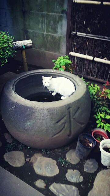 f:id:ichigo2015:20160501214817j:image f:id:ichigo2015:20160501214817j:image