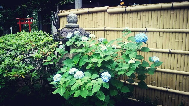 f:id:ichigo2015:20160526140956j:image f:id:ichigo2015:20160526140956j:image