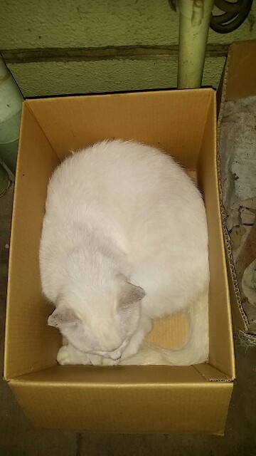 f:id:ichigo2015:20160709213254j:image f:id:ichigo2015:20160709213254j:image