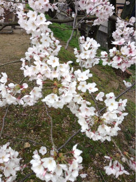 f:id:ichigomilk1010:20130401135537j:plain f:id:ichigomilk1010:20130401135537j:plain
