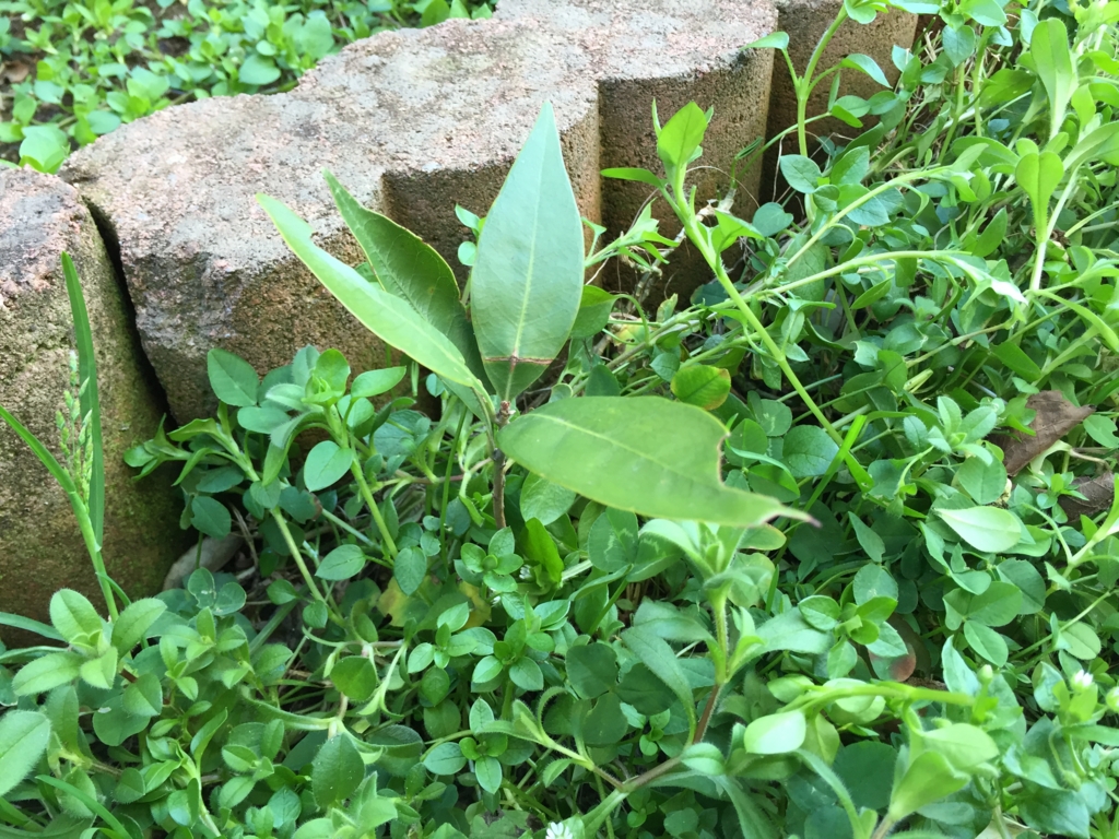 f:id:ichigotouhu:20160226152134j:plain