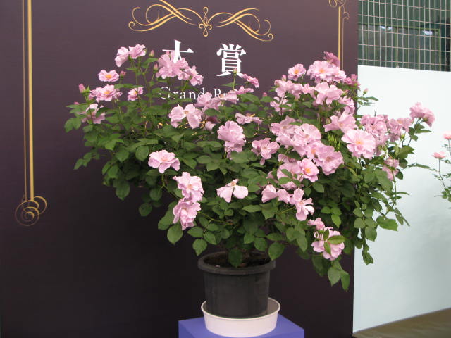 f:id:ichirou1515:20130510124249j:plain f:id:ichirou1515:20130510124249j:plain