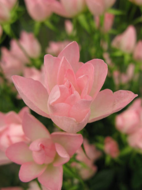 f:id:ichirou1515:20130510130030j:plain f:id:ichirou1515:20130510130030j:plain