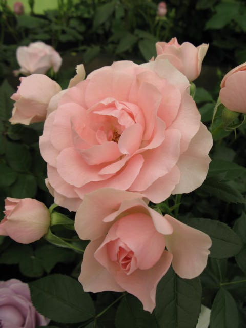 f:id:ichirou1515:20130510155253j:plain f:id:ichirou1515:20130510155253j:plain
