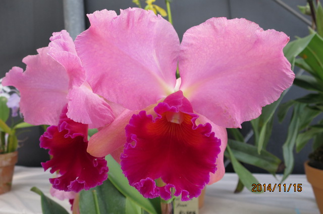 f:id:ichirou1515:20141115103555j:plain f:id:ichirou1515:20141115103555j:plain