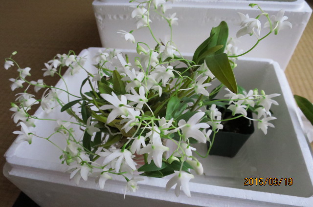 f:id:ichirou1515:20150319110718j:plain f:id:ichirou1515:20150319110718j:plain
