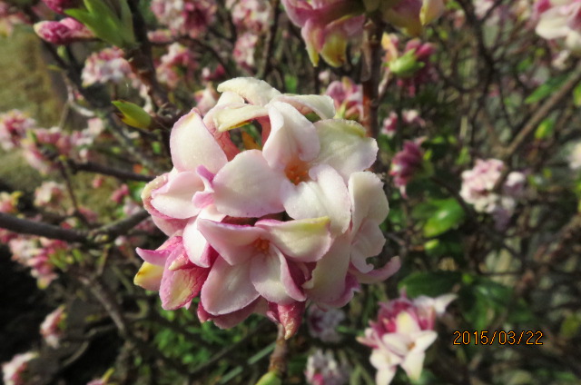 f:id:ichirou1515:20150322075948j:plain f:id:ichirou1515:20150322075948j:plain