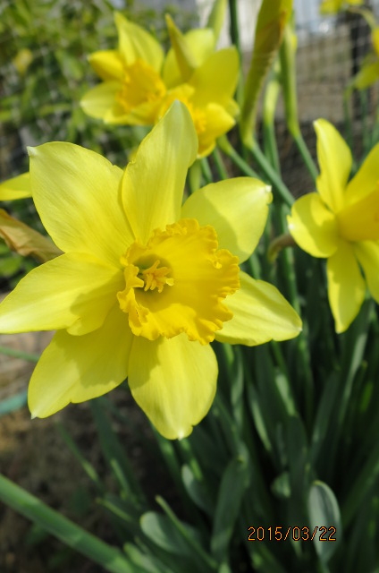 f:id:ichirou1515:20150322150016j:plain f:id:ichirou1515:20150322150016j:plain