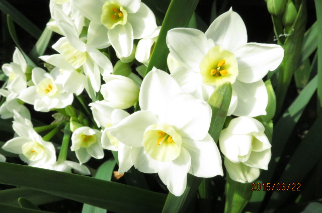 f:id:ichirou1515:20150322150155j:plain f:id:ichirou1515:20150322150155j:plain