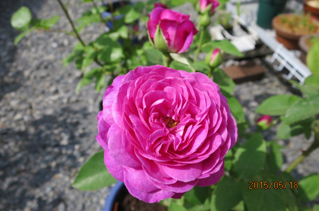 f:id:ichirou1515:20150518090010j:plain f:id:ichirou1515:20150518090010j:plain