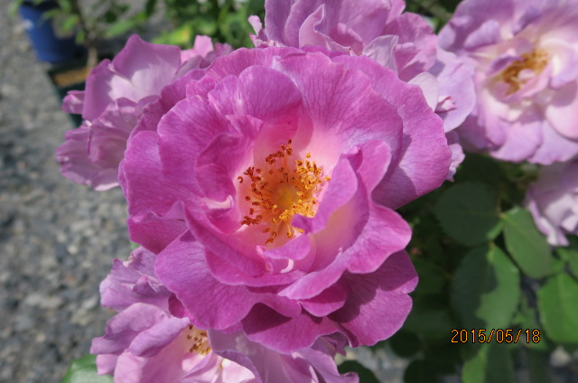 f:id:ichirou1515:20150518090021j:plain f:id:ichirou1515:20150518090021j:plain