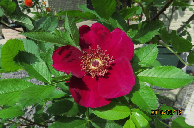 f:id:ichirou1515:20150518090126j:plain f:id:ichirou1515:20150518090126j:plain