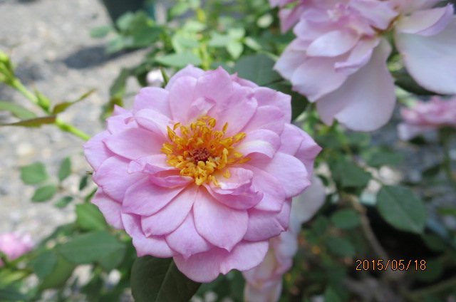f:id:ichirou1515:20150518090754j:plain f:id:ichirou1515:20150518090754j:plain