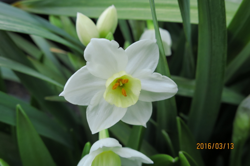 f:id:ichirou1515:20160313153706j:plain f:id:ichirou1515:20160313153706j:plain
