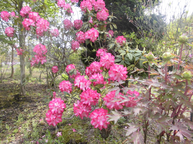 f:id:ida_schneko:20160426205636j:plain f:id:ida_schneko:20160426205636j:plain