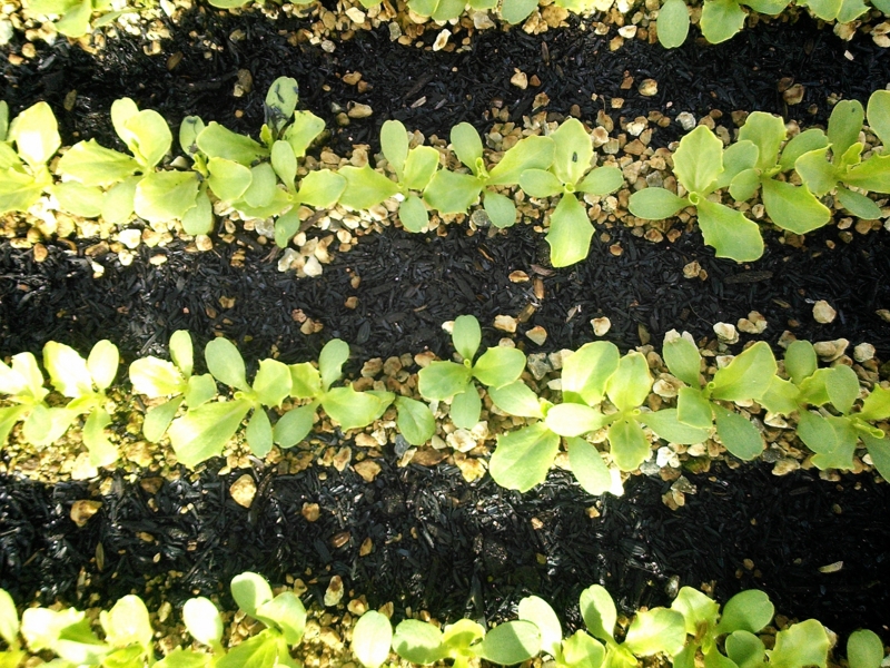 f:id:iga-vegetable:20140125225836j:plain f:id:iga-vegetable:20140125225836j:plain