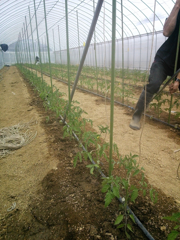 f:id:iga-vegetable:20140423233114j:plain f:id:iga-vegetable:20140423233114j:plain