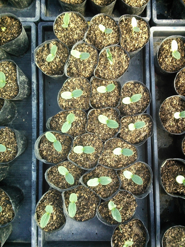 f:id:iga-vegetable:20140423233118j:plain f:id:iga-vegetable:20140423233118j:plain