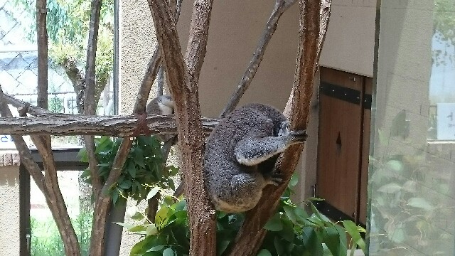 f:id:ignispark:20150629232114j:plain