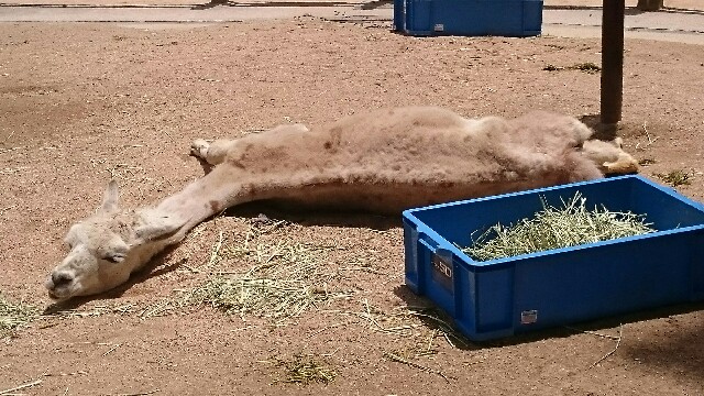 f:id:ignispark:20150629233115j:plain