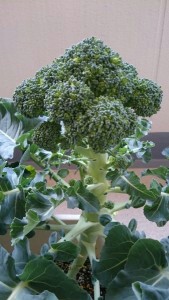 f:id:ignispark:20150630131838j:plain