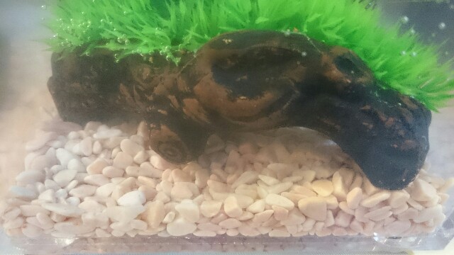 f:id:ignispark:20150823182130j:plain