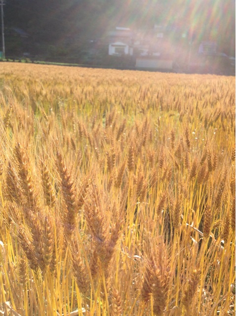 f:id:ijustet:20140619023556j:plain