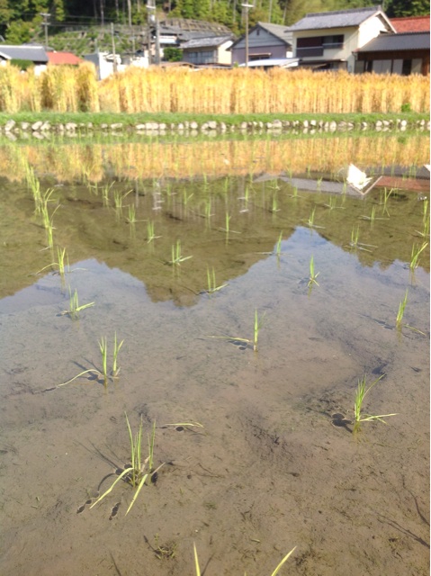 f:id:ijustet:20140619023933j:plain