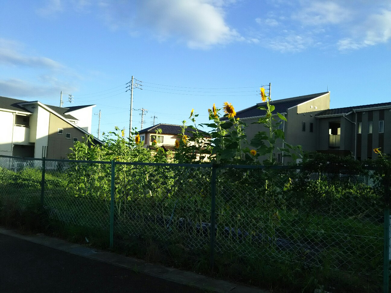 f:id:ikarugasan:20160721072523j:image f:id:ikarugasan:20160721072523j:image