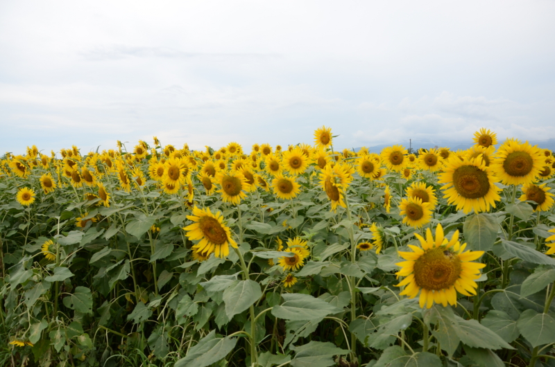 f:id:ikko_photo:20130824150138j:image f:id:ikko_photo:20130824150138j:image