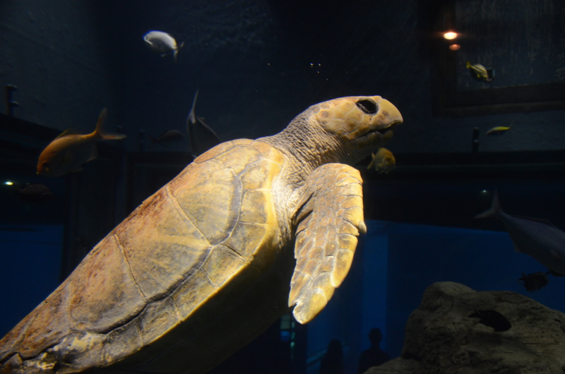 f:id:ikko_photo:20131005152402j:image