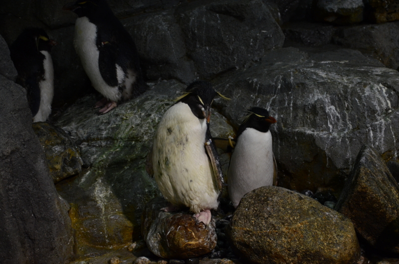 f:id:ikko_photo:20131005161016j:image