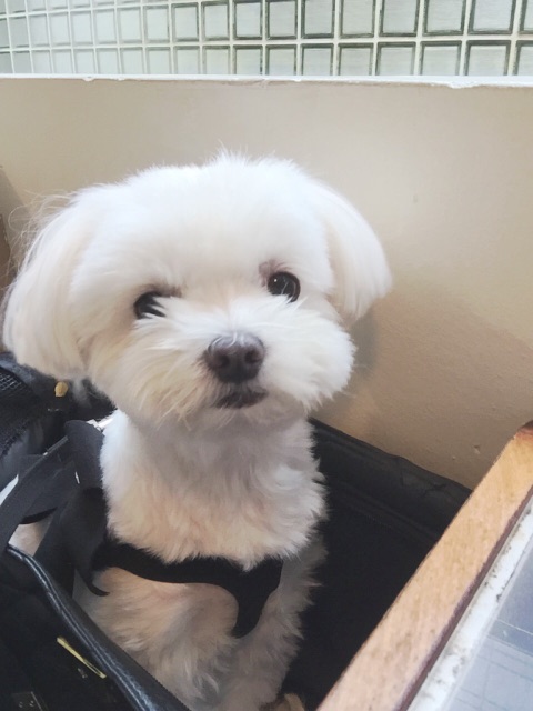 f:id:ikuhirata:20150501213802j:image f:id:ikuhirata:20150501213802j:image
