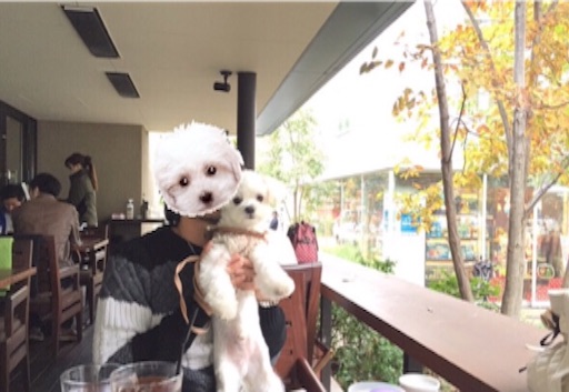 f:id:ikuhirata:20151204171912j:image f:id:ikuhirata:20151204171912j:image