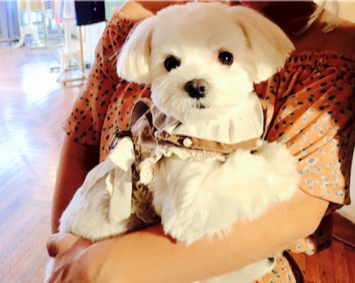 f:id:ikuhirata:20151205183730j:image f:id:ikuhirata:20151205183730j:image